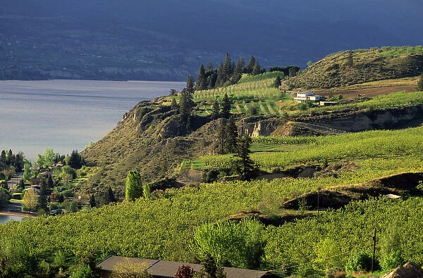 Apple and fruit orchards in Okanagan Valley, British Columbia. house, hill