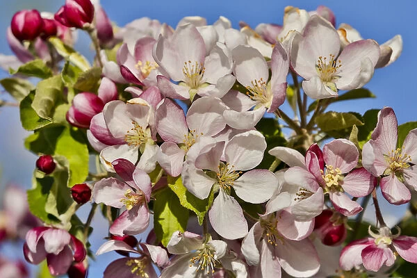 Apple Orchard in bloom near Hood River, Oregon