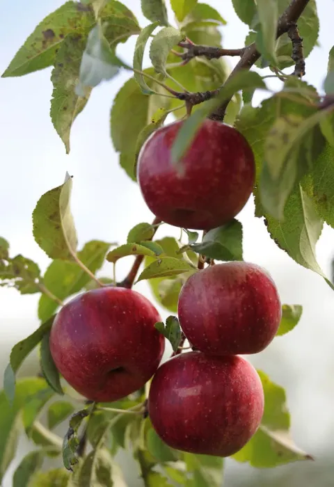 Framed Print : Apples, Wisconsin