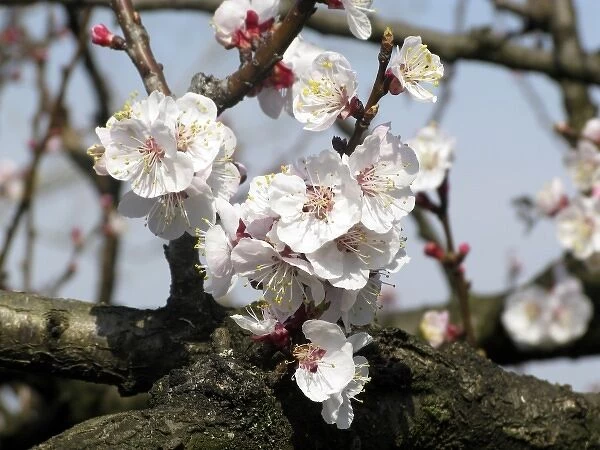 apricot tree flowers in a sunny spring day