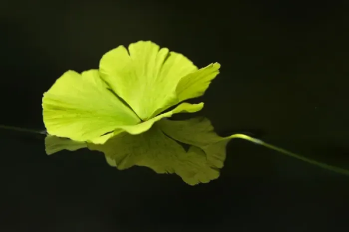 Framed Print : Aquatic plant on dark water Framed Print : Aquatic plant on dark water