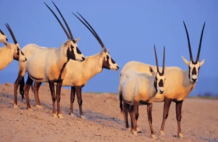 Framed Print : Arabian Oryx (Oryx leucoryx) on Sir Bani Yas Island, United Arab Emirates, April