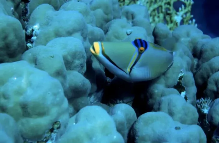 Framed Print : Arabian Picasso triggerfish, Rhinecanthus assasi, Panorama Reef (Abu Alama), Red Sea Framed Print : Arabian Picasso triggerfish, Rhinecanthus assasi, Panorama Reef (Abu Alama), Red Sea