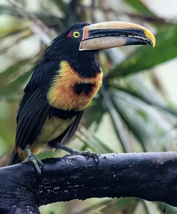 Framed Print : Aracari in the Cloud Forest has a huge bill Framed Print : Aracari in the Cloud Forest has a huge bill