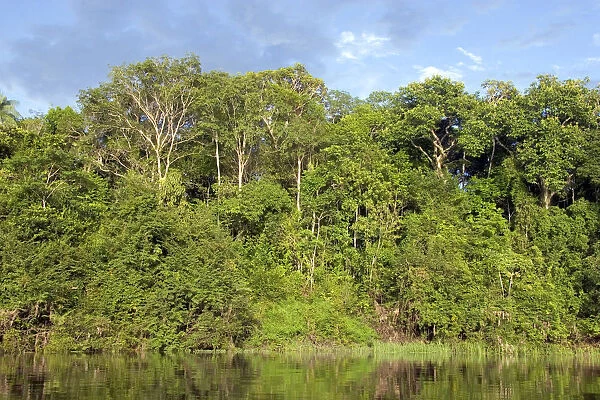 The Arasa River in the Amazon jungle near Manaus, Brazil