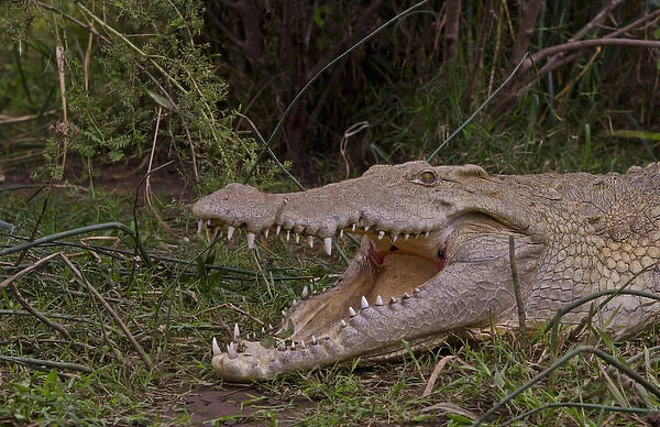 Arba Minch Lake Chamo Ethiopia Africa crocodiles in Crocidile Market in water dangerous