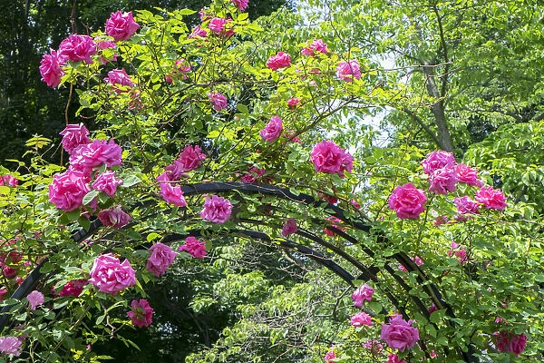 arbor of pink roses, USA