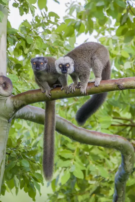 Framed Print : Arboreal white-fronted brown lemurs take refuge in a tree