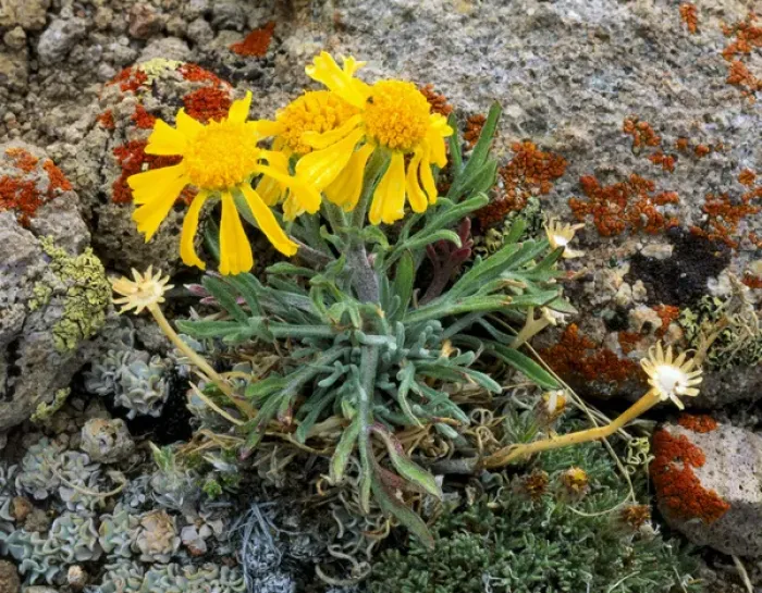 Framed Print : ARC DOME WILDERNESS, NEVADA. USA. Hymenoxys in bloom on crest of Toiyabe Range. Toiyabe-Humboldt Framed Print : ARC DOME WILDERNESS, NEVADA. USA. Hymenoxys in bloom on crest of Toiyabe Range. Toiyabe-Humboldt