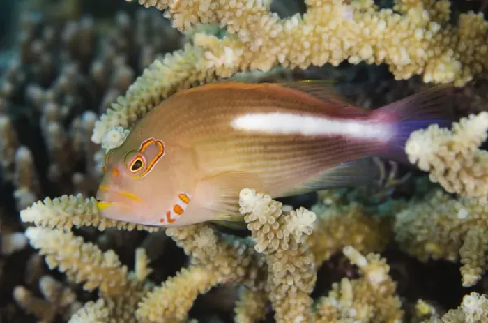 Framed Print : Arc-eye Hawkfish (Paracirrhites arcatus), Rainbow Reef, Fiji. South Pacific Framed Print : Arc-eye Hawkfish (Paracirrhites arcatus), Rainbow Reef, Fiji. South Pacific