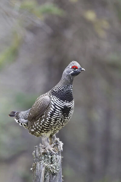 Arctic, Alaska, a male spruce grouse displays for females from a dead tree stump