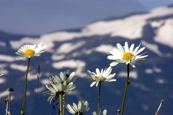 Arctic Daisy (Chrysanthemum Arcticum), Alaska