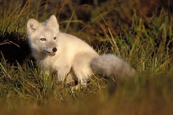 arctic fox, Alopex