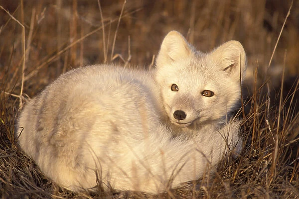 arctic fox, Alopex lagopus, coat changing from winter to summer, 1002 coastal plain