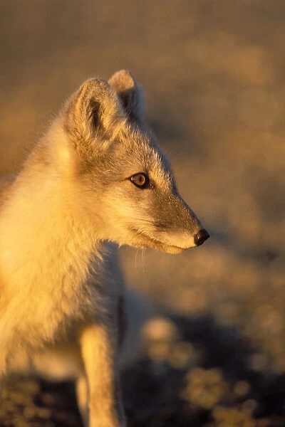 arctic fox, Alopex lagopus, coat changing from winter to summer, 1002 coastal plain