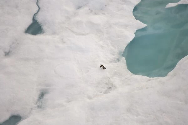 arctic fox, Alopex lagopus, on multi-layer ice on the Beaufort Sea, off the National