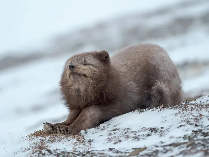 Framed Print : Arctic fox, blue morph, in snow during winter close to Pyramiden in Dickson-Land. Norway, Svalbard Framed Print : Arctic fox, blue morph, in snow during winter close to Pyramiden in Dickson-Land. Norway, Svalbard