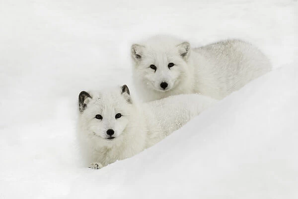 Arctic Fox in snow, (Captive) Montana Vulpes lagopus True Fox, native to Arctic