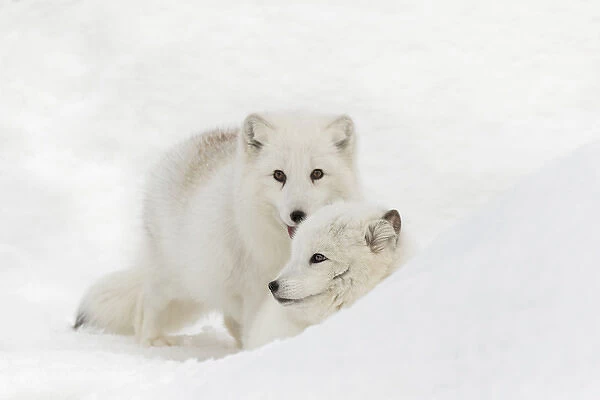 Arctic Fox in snow, (Captive) Montana Vulpes lagopus True Fox, native to Arctic