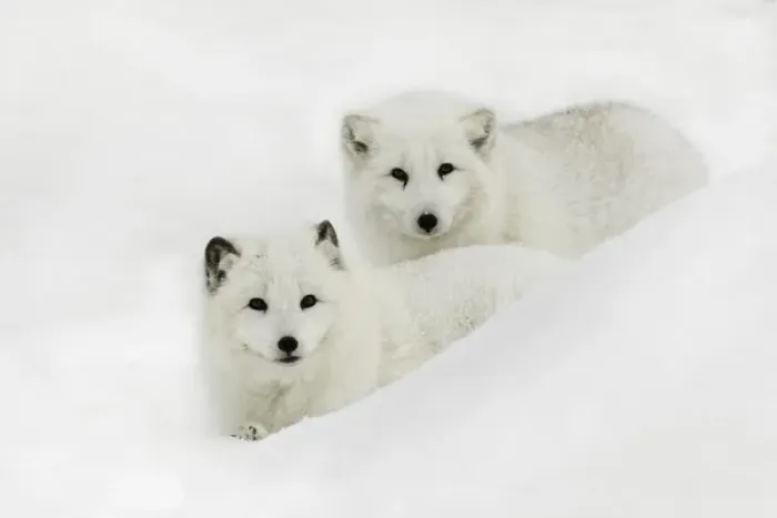 Framed Print : Arctic Fox in snow, (Captive) Montana Vulpes lagopus True Fox, native to Arctic