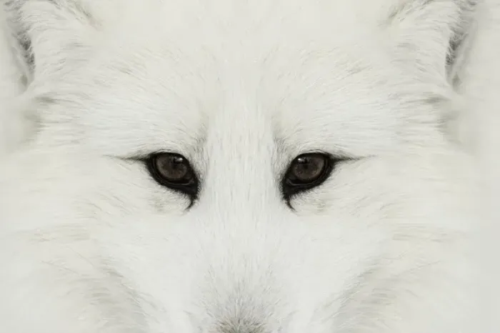 Framed Print : Arctic Fox in snow, (Captive) Montana Vulpes lagopus True Fox, native to Arctic Framed Print : Arctic Fox in snow, (Captive) Montana Vulpes lagopus True Fox, native to Arctic