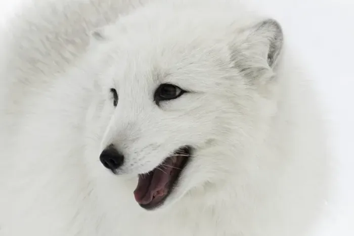 Framed Print : Arctic Fox in snow, (Captive) Montana Vulpes lagopus True Fox, native to Arctic Framed Print : Arctic Fox in snow, (Captive) Montana Vulpes lagopus True Fox, native to Arctic