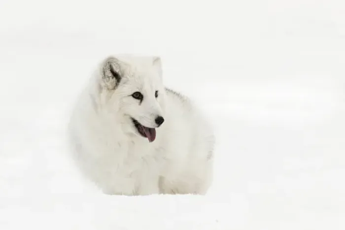 Framed Print : Arctic Fox in snow, (Captive) Montana Vulpes lagopus True Fox, native to Arctic