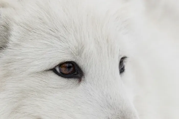Framed Print : Arctic Fox in snow, (Captive) Montana Vulpes lagopus True Fox, native to Arctic