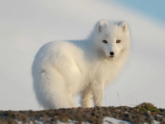 Framed Print : Arctic fox in snow during winter at Gronfjorden in Nordenskiold Land, Norway, Svalbard