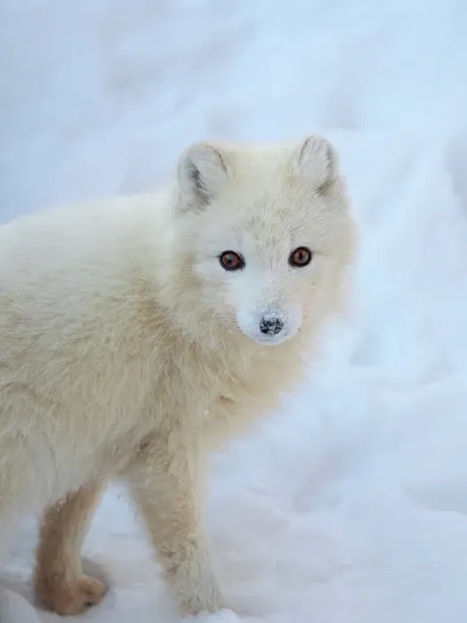 Framed Print : Arctic fox in snow during winter at Gronfjorden in Nordenskiold Land, Norway, Svalbard
