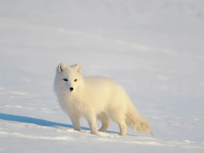 Framed Print : Arctic fox in snow during winter at Gronfjorden in Nordenskiold Land, Norway, Svalbard Framed Print : Arctic fox in snow during winter at Gronfjorden in Nordenskiold Land, Norway, Svalbard