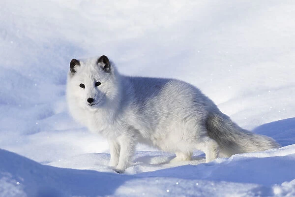 Arctic fox in winter, Vulpes lagopus, controlled situation