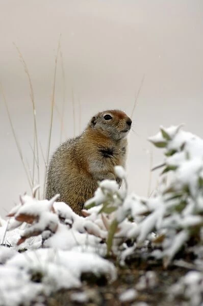 arctic ground squirrel, Citellus undulatus spermophilus, in snow, Denali National Park