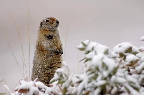 arctic ground squirrel, Citellus undulatus spermophilus, in snow, Denali National Park