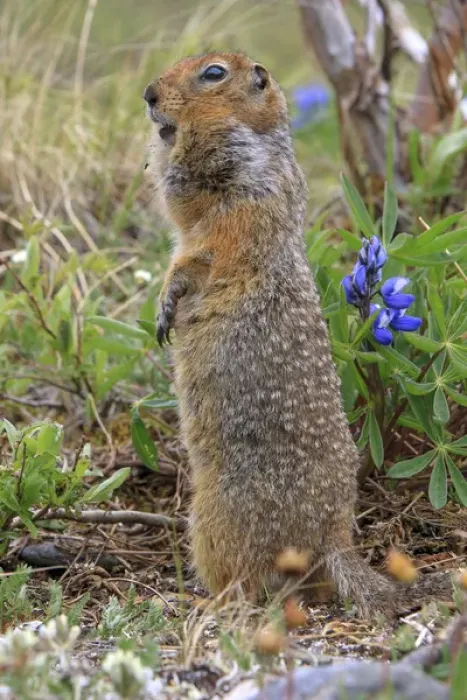 Framed Print : Arctic Ground Squirrel. Along Kongakut River. Arctic National Wildlife Refuge. Alaska