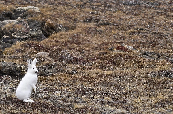 Arctic hare (Lepus articus) Franz Joseph Fjord - North East Greenland National Park