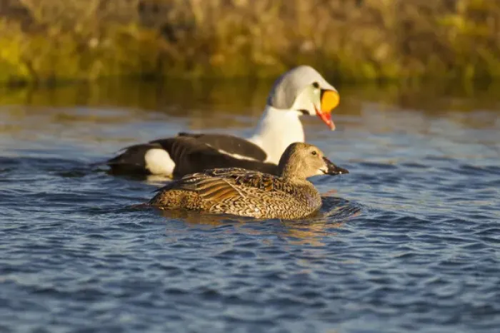 Framed Print : Arctic National Wildlife Refuge (ANWR), Alaska, a pair of king eiders protect a tundra