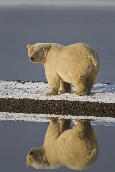Arctic National Wildlife Refuge (ANWR), Beaufort Sea, Alaska, a polar bear is reflected