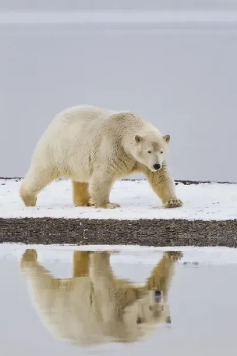 Framed Print : Arctic National Wildlife Refuge (ANWR), Beaufort Sea, Alaska, a polar bear is reflected Framed Print : Arctic National Wildlife Refuge (ANWR), Beaufort Sea, Alaska, a polar bear is reflected