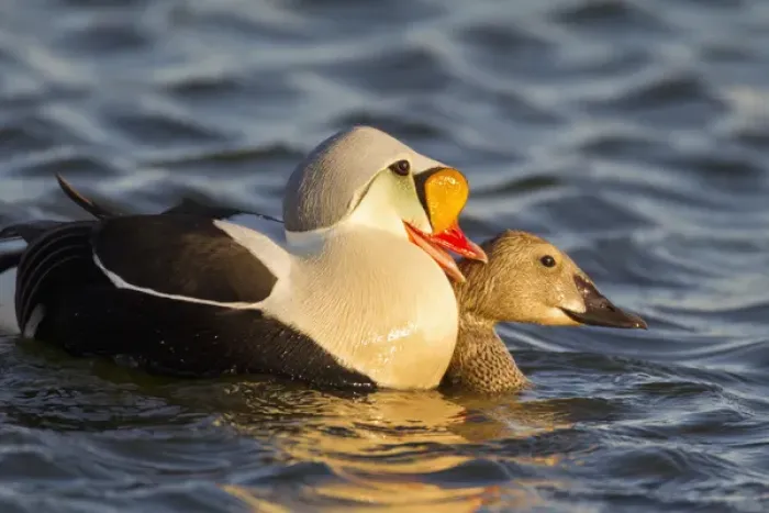 Framed Print : Arctic National Wildlife Refuge (ANWR), Alaska, a pair of courting king eiders in a tundra pond Framed Print : Arctic National Wildlife Refuge (ANWR), Alaska, a pair of courting king eiders in a tundra pond