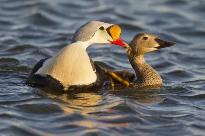 Framed Print : Arctic National Wildlife Refuge (ANWR), Alaska, a pair of courting king eiders in a tundra pond