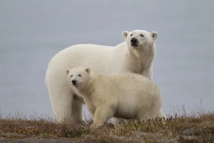 Framed Print : Arctic National Wildlife Refuge (ANWR), Alaska, a polar bear mother and her cub rest Framed Print : Arctic National Wildlife Refuge (ANWR), Alaska, a polar bear mother and her cub rest
