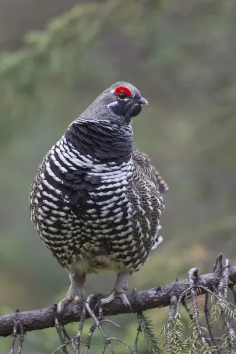 Framed Print : Arctic National Wildlife Refuge (ANWR), Alaska, a male spruce grouse displays