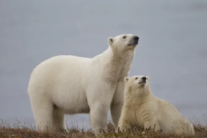 Framed Print : Arctic National Wildlife Refuge (ANWR), Alaska, a polar bear mother and her cub rest Framed Print : Arctic National Wildlife Refuge (ANWR), Alaska, a polar bear mother and her cub rest