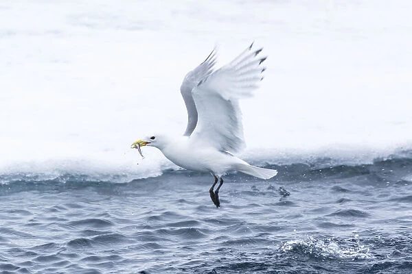 Arctic, North of Svalbard. A black-legged kittiwake catches a fish that had been hiding