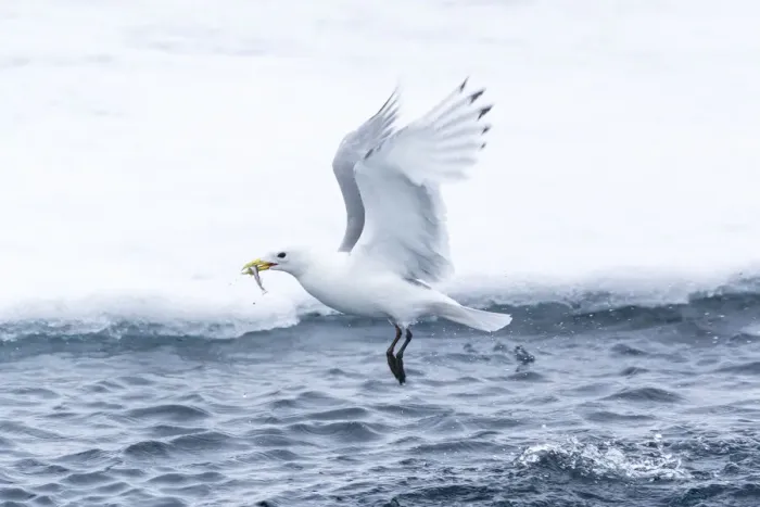 Framed Print : Arctic, North of Svalbard. A black-legged kittiwake catches a fish that had been hiding Framed Print : Arctic, North of Svalbard. A black-legged kittiwake catches a fish that had been hiding