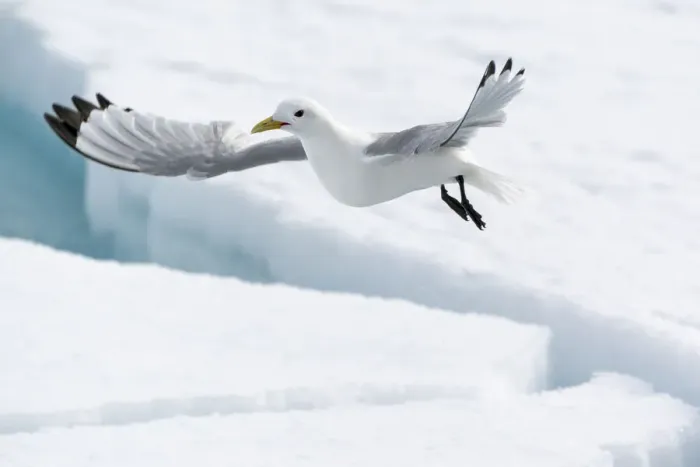 Framed Print : Arctic, North of Svalbard. A black-legged kittiwake hovers over the pack ice looking for Framed Print : Arctic, North of Svalbard. A black-legged kittiwake hovers over the pack ice looking for