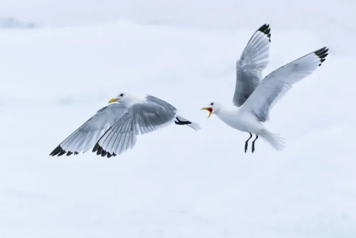 Framed Print : Arctic, North of Svalbard. Two black-legged kittiwakes squabble in the air