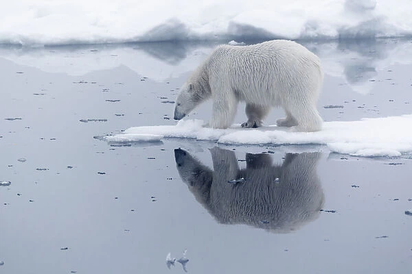 Arctic, north of Svalbard. A polar bear is reflected in the calm water in the pack ice