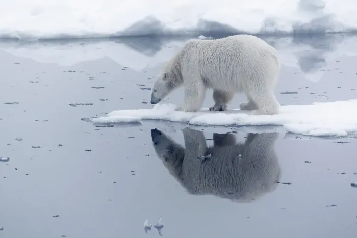 Framed Print : Arctic, north of Svalbard. A polar bear is reflected in the calm water in the pack ice